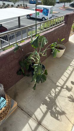 Monstera Plant 
