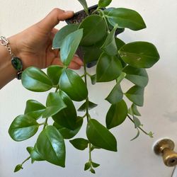 Lipstick plant