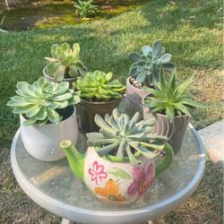 Potted Succulents 
