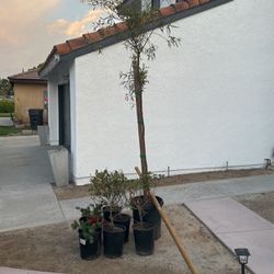 6 Plants And A Tree 