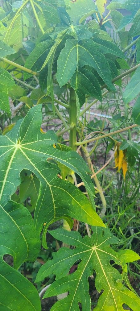 Papaya Tree