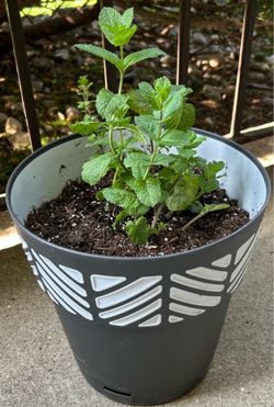 Large Organic Mint Plant w Organic Soil and Planter