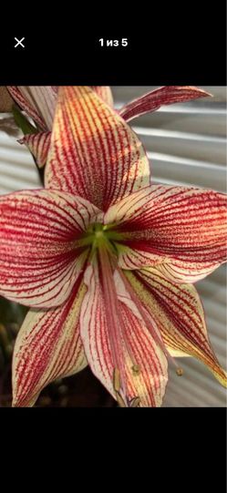 Amarallis Exotic Star