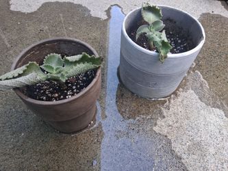 They need a home