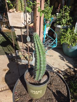 18in Tall Rooted Stenocereus Cactus 