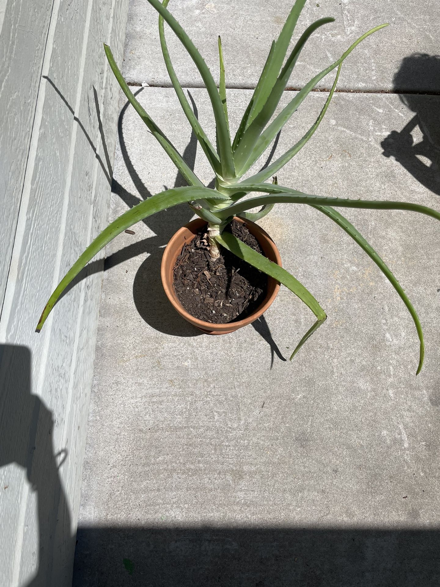 Aloe Vera Plant