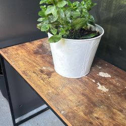 Mint Plant