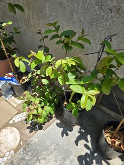 Pink guava tree sweet