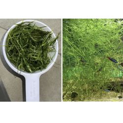 1 Cup Guppy Grass Live Aquarium Plant