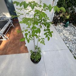 4ft Organic Moringa 🌱 