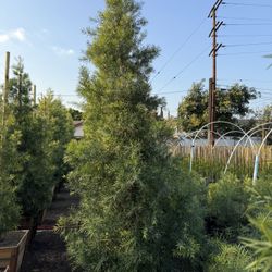 Podocarpus Gracilior ( Fern Pine) Privacy Hedge