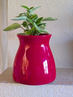 Healthy Beautiful Indoor Plant(Peperomia)