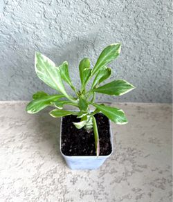Variegated Euphorbia guentheri plant