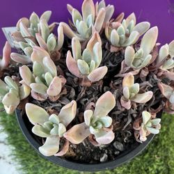Dudleya farinosa cluster , Live Rooted , get 2 free succulent cuttings