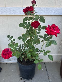 Red Rose plant in 5gl