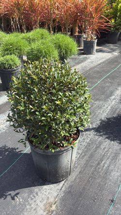 Topiary Ball - 3 Gallons