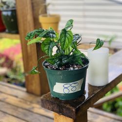 Live Monstera Siltepecana plant in a plastic nursery pot—firm price