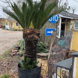 Sago palm DOUBLE HEAD