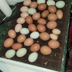 Fresh Eggs