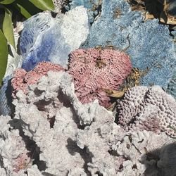 Fish Tank Dried Coral Pieces 