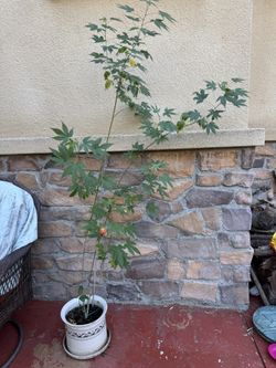 Chinese Lantern Plant