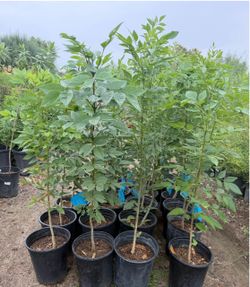 Shamel Ash Or Fresnos Trees 4F $45 Each Price Firm