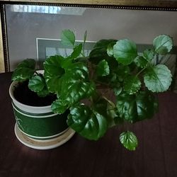 Swedish Ivy Plant (See Details)