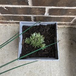 Succulent Plant