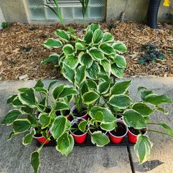 Perennial Hosta 'Blazing Saddles' 4" pot $3 two for $5 