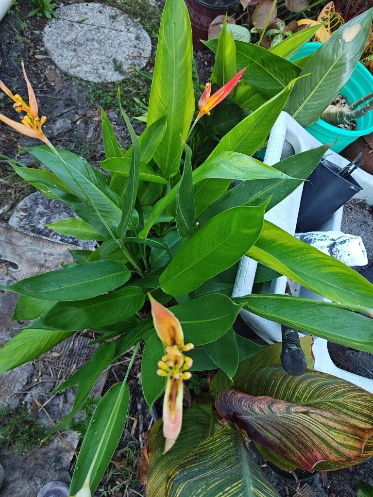 Orange Bird Of Paradise Plants