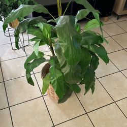 Plant