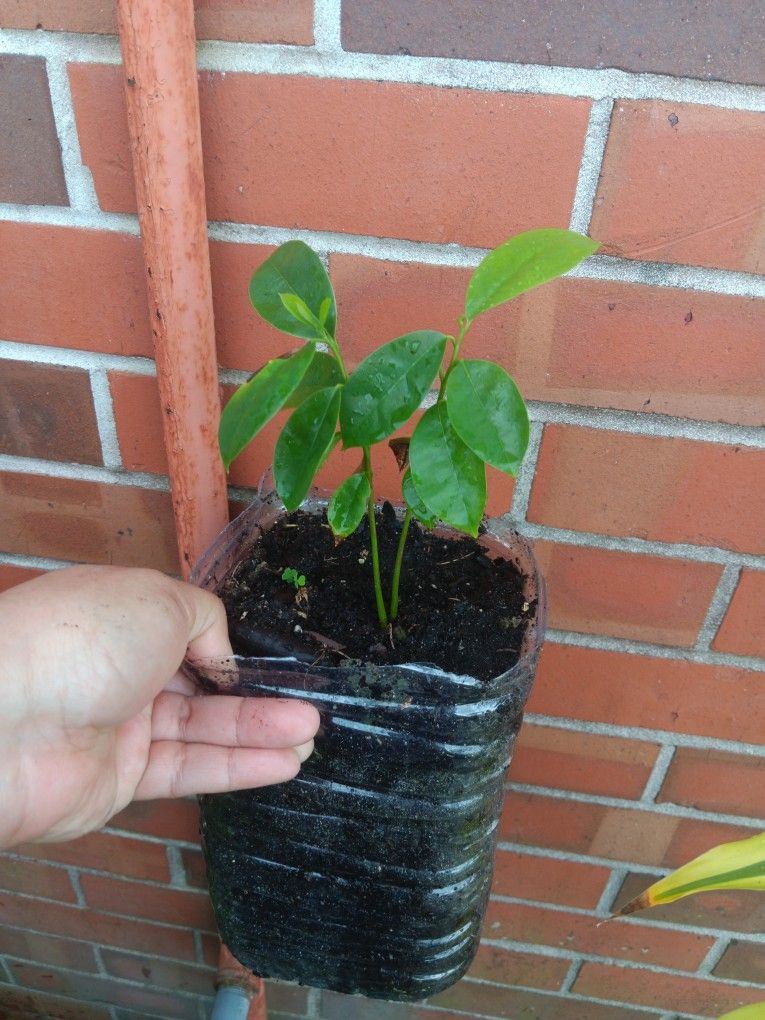 Soursop Trees 🌳 Arboles De Guanabanas.