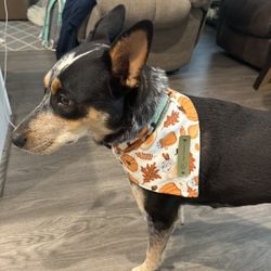 Pet Bandanas And Accessories 