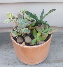Succulent Mix Pot 🪴