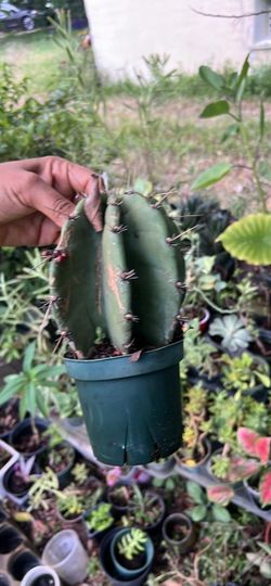 Exotic cactus available