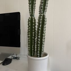 Plant Cactus