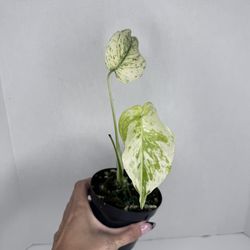 Monstera White Monster Plant 