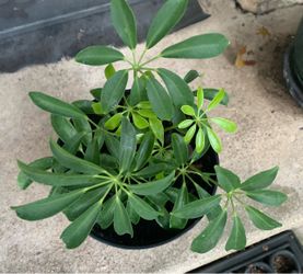 Dwarf Umbrella Tree (Schefflera arboricola), a popular tropical houseplant