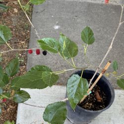 Mulberry Tree