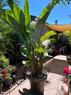 Giant white birds of paradise