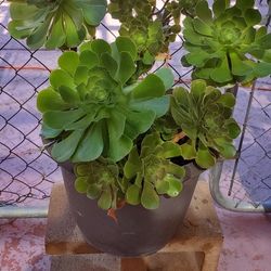 Succulents 🌱☘️