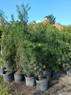Huge sale now large podocarpus privacy hedges on sale $26