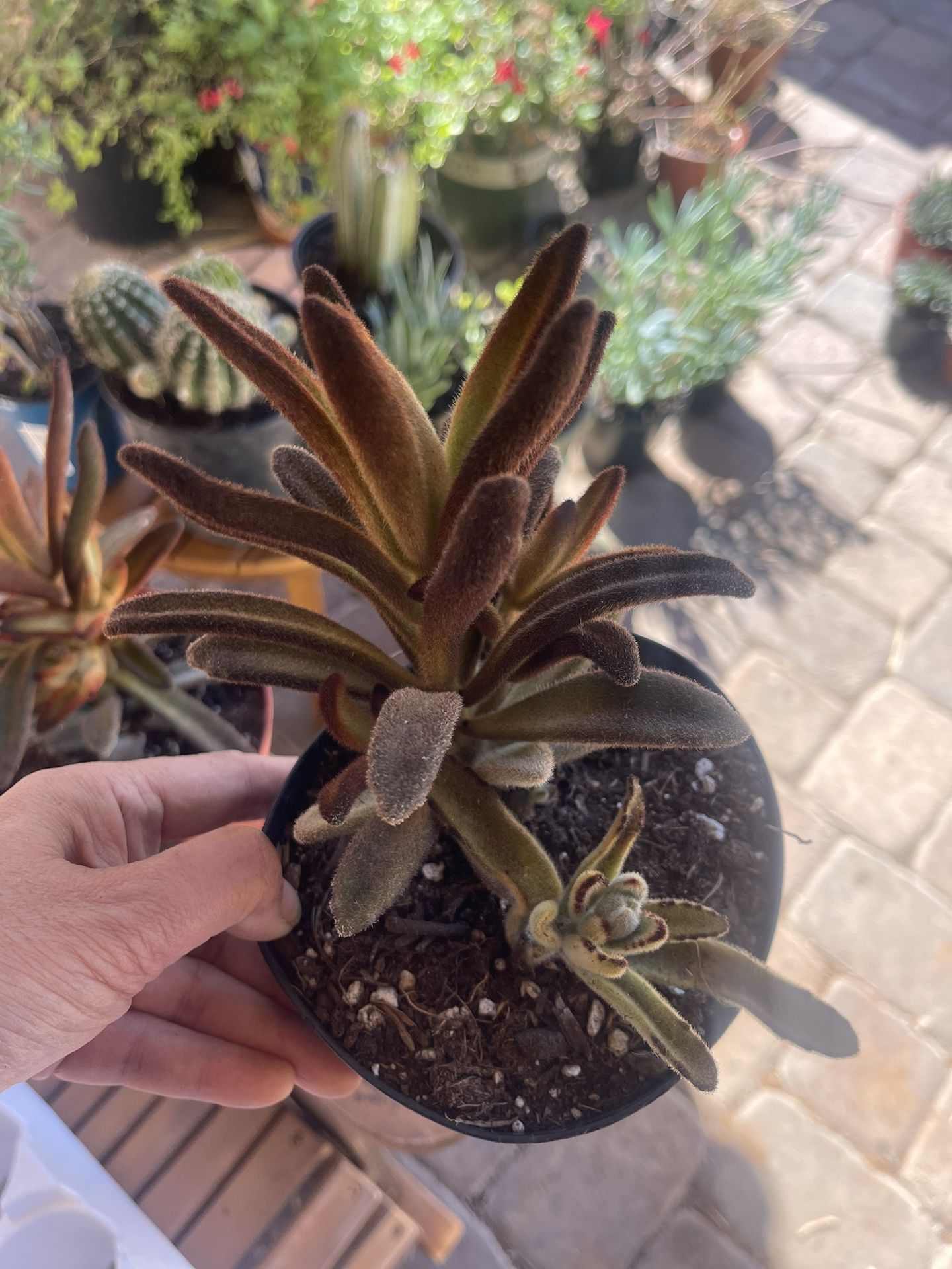 12” Chocolate Soldier “Teddy Bear” Succulent In 6inch Pot