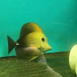 Fake Aquarium Decoration Painting Blueface 