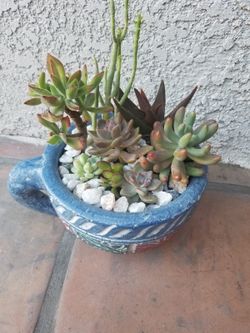 Cactus plant