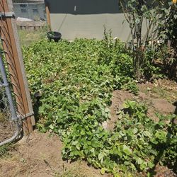 Strawberry Starts $3.50  Each