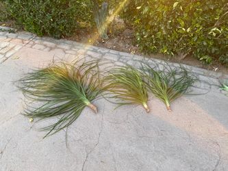 Trees For Free