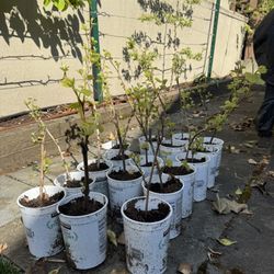 Grape Vine - Interlaken Variety