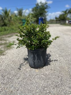 Serissa