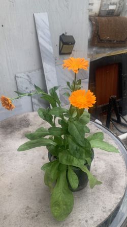 Calendula Flower Pot 8$